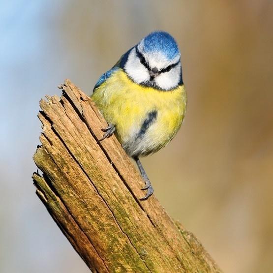 Karnet kwadrat z kopertą Blue Tit