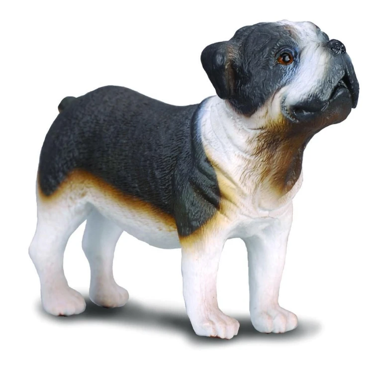 Pies buldog, Collecta