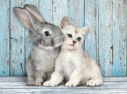 Puzzle 500 Compact Cat &amp; Bunny