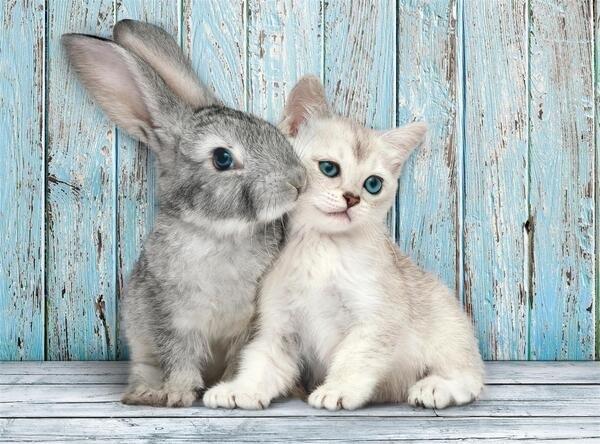 Puzzle 500 Compact Cat &amp; Bunny