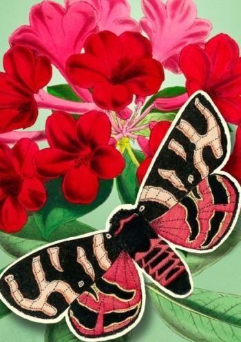 Karnet B6 POP-UP z kopertą Czerwony motyl