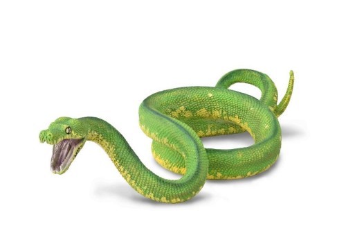 Pyton zielony, Collecta