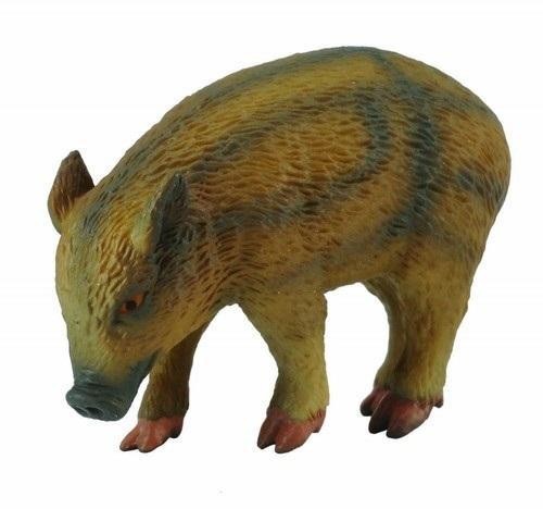 Warchlak jedzący, Collecta
