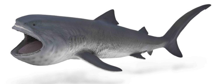 Rekin wielkogębowy, Collecta