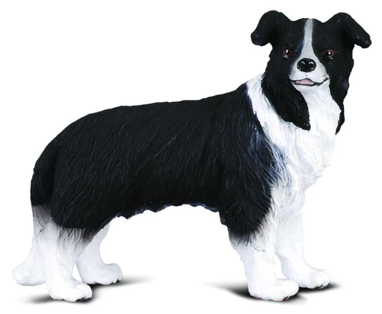 Pies Border Kollie, Collecta