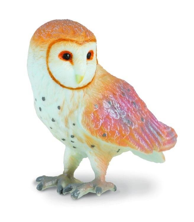 Sowa płomykówka, Collecta