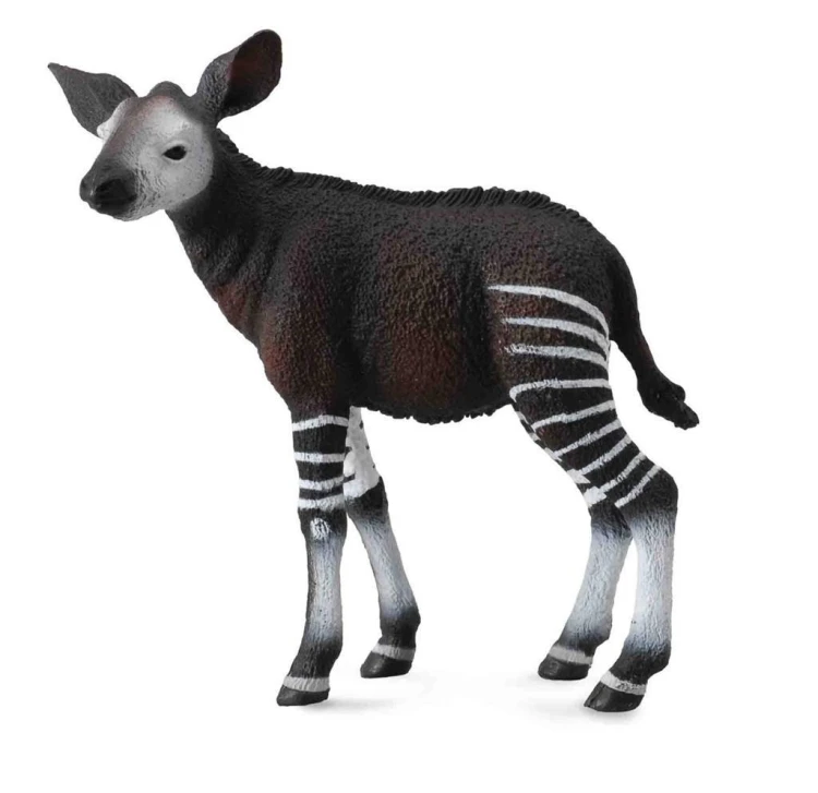 Okapi cielę, Collecta