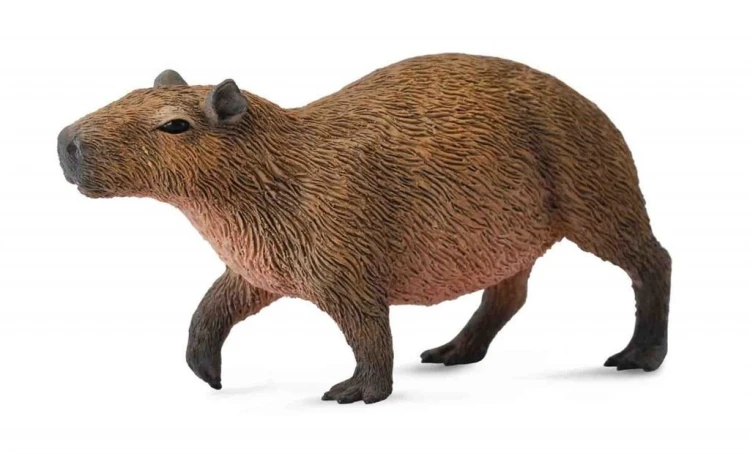 Kapibara gryzoń, Collecta