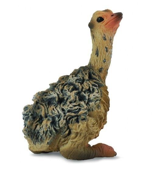 Struś młody siedzący, Collecta