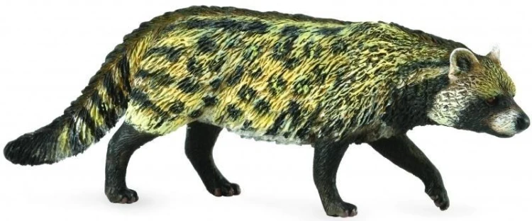 Kot Wiwera Civet African, Collecta