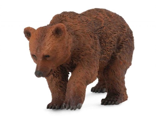 Młody niedźwiedź brunatny, Collecta