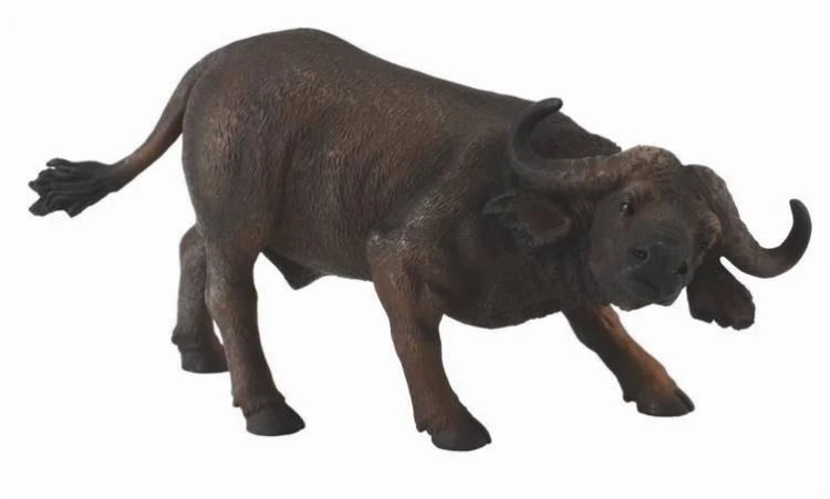 Bawół afrykański, Collecta