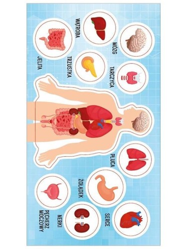 Naklejki Anatomia człowieka, Ranok-Creative