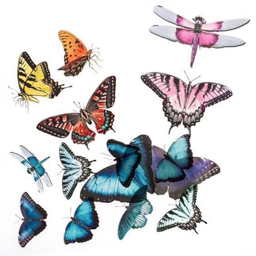 Naklejki transparentne PVC motyle, Dalprint