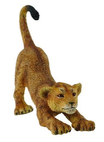 Lwiątko przeciągające się, Collecta