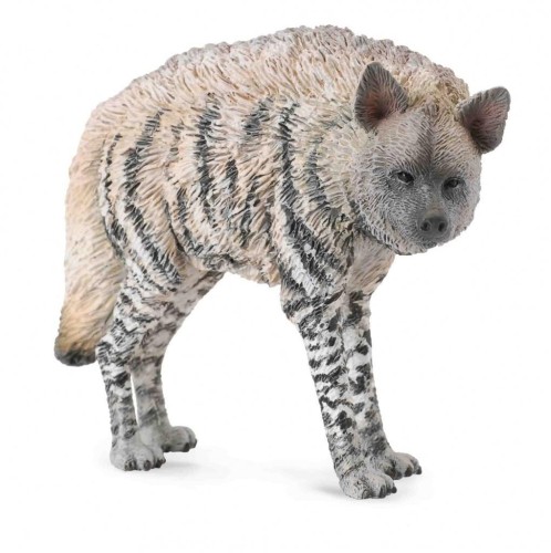 Hiena prążkowana, Collecta