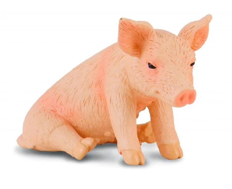 Prosię siedzące, Collecta
