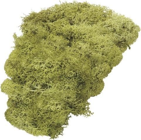 Mech dekoracyjny jasnozielony 50g