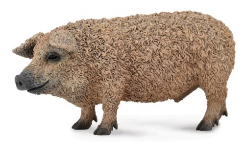 Świnia węgierska Mangalica, Collecta