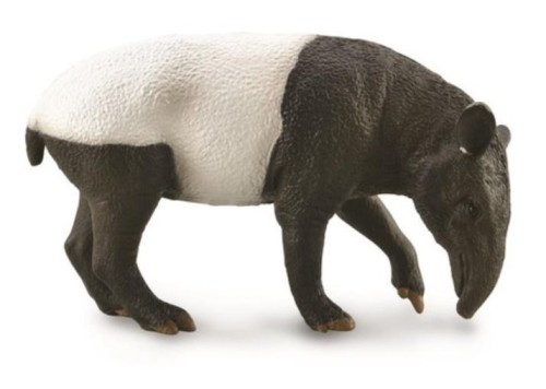 Malayan Tapir, Collecta