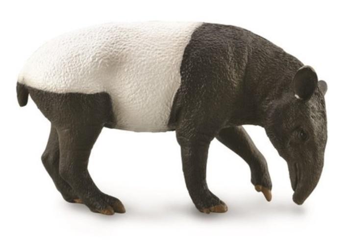 Malayan Tapir, Collecta