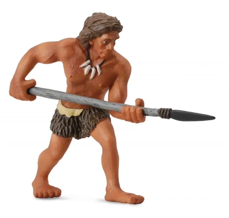Neandertalczyk mężczyzna, Collecta
