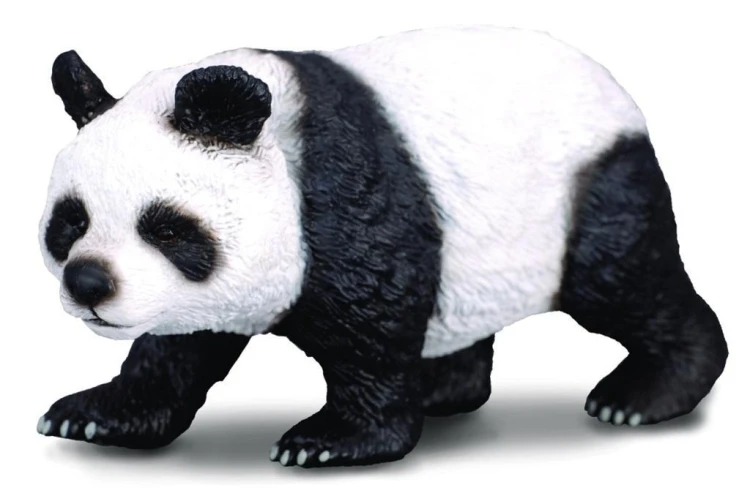 Panda wielka, Collecta