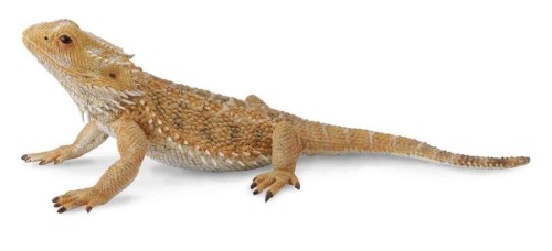 Jaszczurka dragon, Collecta