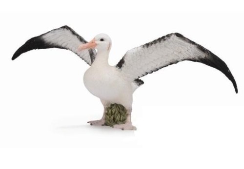 Albatros wędrowny, Collecta